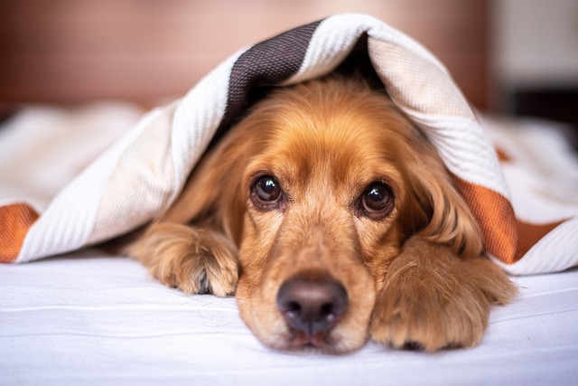 English Cocker Spaniel als Symbol für unsere Kategorie Hundebedarf
