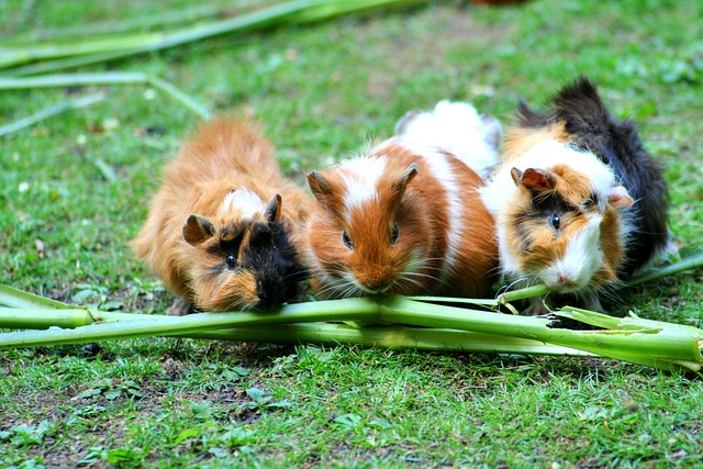 Meerschweinchen im Gras