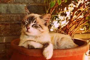 Katzen