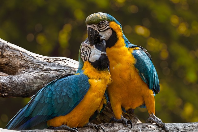 Zwei bunte Papageien als Symbol für unsere Vogelbedarf-Kategorie
