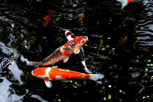 Koi-Fische im Wasser