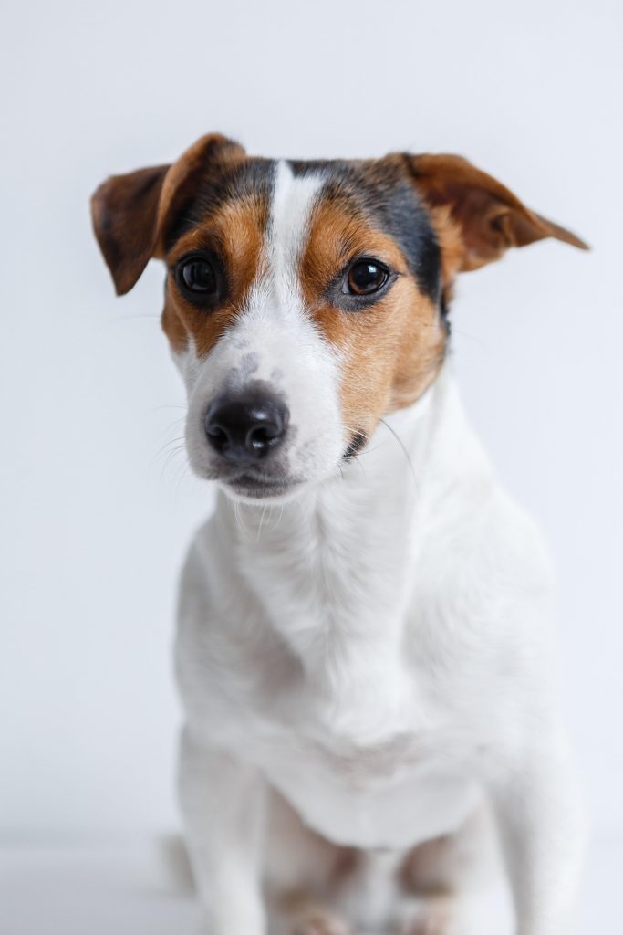 Jack Russell Terrier als Symbol für Hundebedarf und Heimtierbedarf Onlineshop Zomora.net