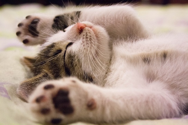 Niedliche Katze