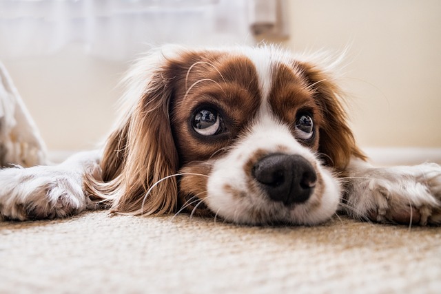 Süßer Hund
