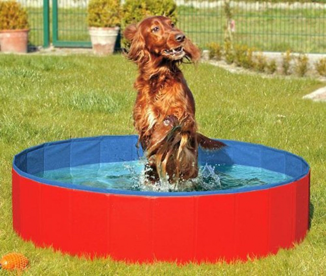 Doggypool 1
