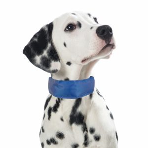 PROCYON Kühl-Bandana für Hunde – M